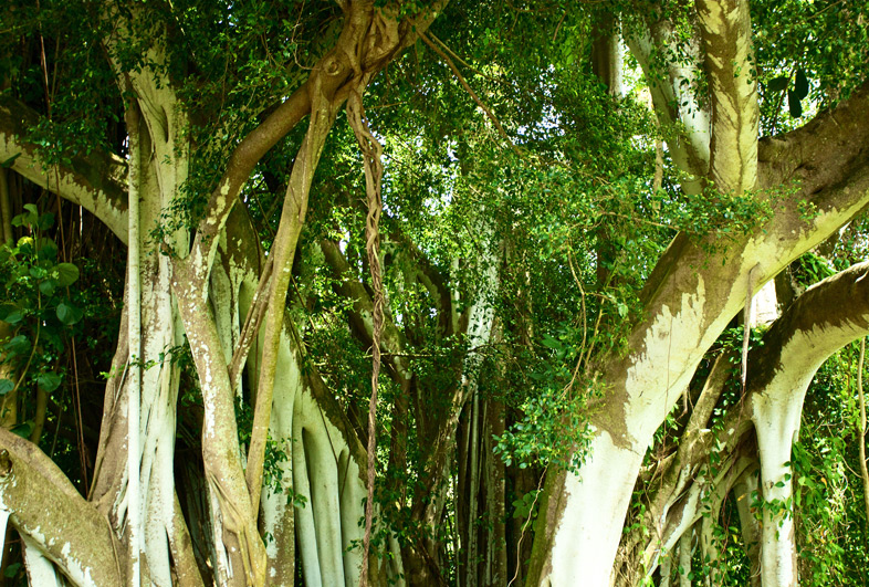 Kauai Banyan Tree