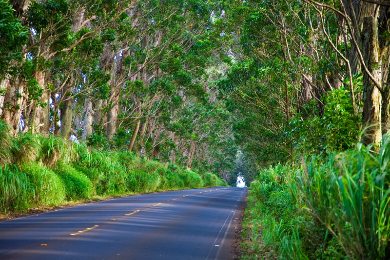 Tree Tunnel, Kauai