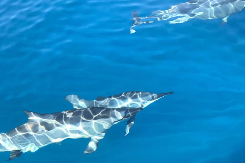 Spinner Dolphins on Kauai